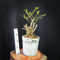 Pré bonsai de Caliandra depauperata Dep8