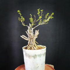 Pré bonsai de Caliandra depauperata Dep8 - comprar online