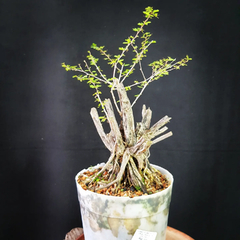 Pré bonsai de Caliandra depauperata Dep8 na internet