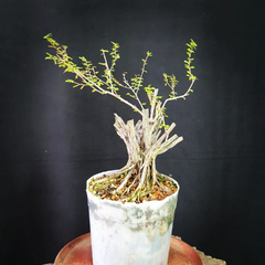 Pré bonsai de Caliandra depauperata Dep8 - FujiBonsai