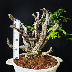 Pré bonsai de Caliandra Espinoza ESP1