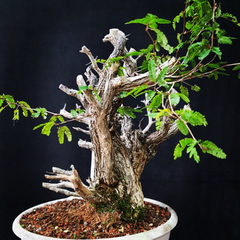 Pré bonsai de Caliandra Espinoza ESP1 - comprar online