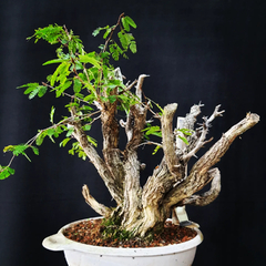 Pré bonsai de Caliandra Espinoza ESP1 na internet