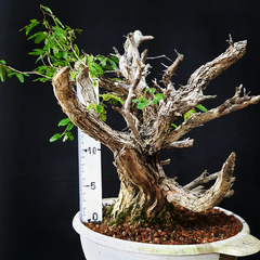 Pré bonsai de Caliandra Espinoza ESP1 - FujiBonsai