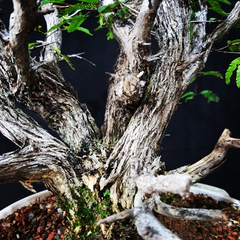 Pré bonsai de Caliandra Espinoza ESP1 - loja online