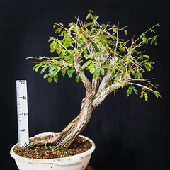 Pré bonsai de Caliandra Espinoza ESP2