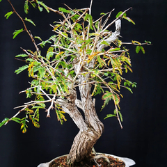 Pré bonsai de Caliandra Espinoza ESP2 - comprar online