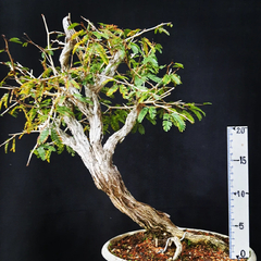 Pré bonsai de Caliandra Espinoza ESP2 na internet