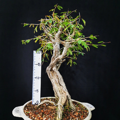 Pré bonsai de Caliandra Espinoza ESP2 - FujiBonsai