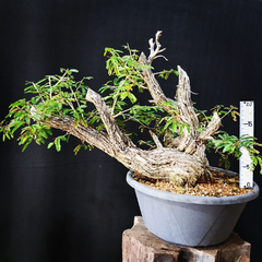 Pré bonsai de Caliandra Espinoza ESP3