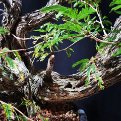 Pré bonsai de Caliandra Espinoza ESP3 na internet