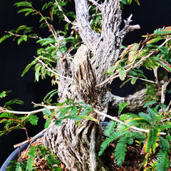 Pré bonsai de Caliandra Espinoza ESP3 - FujiBonsai