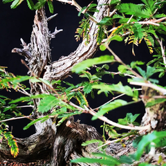 Pré bonsai de Caliandra Espinoza ESP3 - loja online