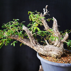 Imagem do Pré bonsai de Caliandra Espinoza ESP3