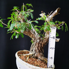 Pré bonsai de Caliandra Espinoza Esp4