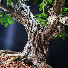 Pré bonsai de Caliandra Espinoza Esp4 - comprar online