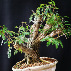 Pré bonsai de Caliandra Espinoza Esp4 na internet