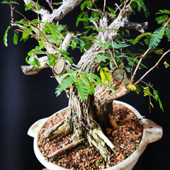 Pré bonsai de Caliandra Espinoza Esp4 - FujiBonsai