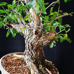 Pré bonsai de Caliandra Espinoza Esp4 - loja online