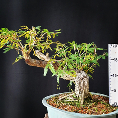 Pré bonsai de Caliandra Espinoza Esp5