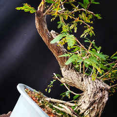 Pré bonsai de Caliandra Espinoza Esp5 - comprar online