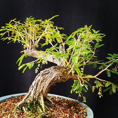 Pré bonsai de Caliandra Espinoza Esp5 na internet