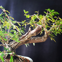 Pré bonsai de Caliandra Espinoza Esp5 - FujiBonsai