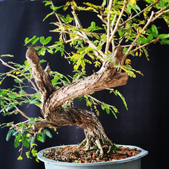 Pré bonsai de Caliandra Espinoza Esp5 - loja online