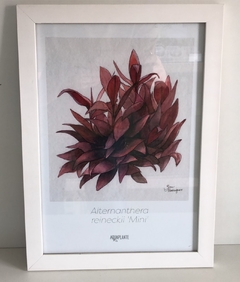 Quadro Alternanthera Reineckii 'mini' - Aquaplante