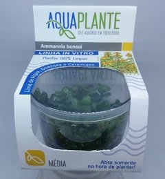 Rotala Ammannia bonsai Aquaplante na internet