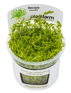 Bacopa Monnieri - PlantFarm - comprar online