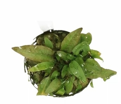 Cryptocoryne beckettii - Aquaplante - comprar online