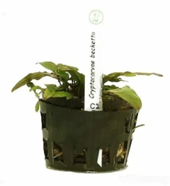 Cryptocoryne beckettii - Aquaplante