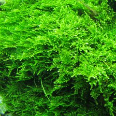 Musgo Christmas Moss