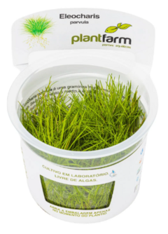 Eleocharis Parvula - PlantFarm