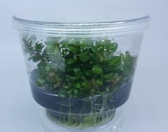 Rotala Ammannia bonsai Aquaplante - comprar online