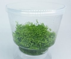 Hemianthus Callitrichoides 'Cuba' - Aquaplante - comprar online