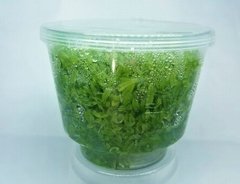 Hydrocotyle Tripartita 'Mini' Aquaplante - comprar online