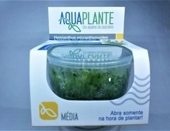 Hydrocotyle Tripartita 'Mini' Aquaplante na internet