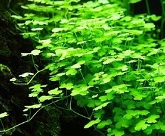 Hydrocotyle Tripartita 'Mini' Aquaplante