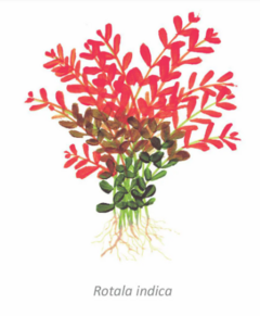 Rotala Indica - PlantFarm - comprar online