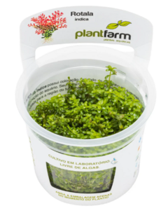 Rotala Indica - PlantFarm