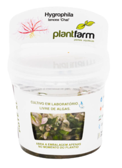 Hygrophila Lancea Chai- PlantFarm