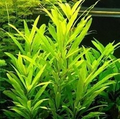 Limnophila Hippuroides Aquaplante