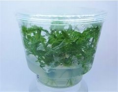 Limnophila Sessiliflora Aquaplante - comprar online