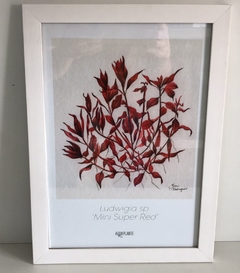 Quadro Ludwigia sp ''Mini super red'' - Aquaplante - comprar online