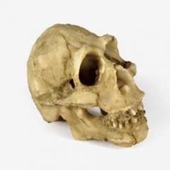 NOMOYPET NS-91 CRANIO NEANDERTAL 5X4,5X3,5CM