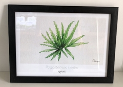 Quadro Pogostemon Helferi - Aquaplante