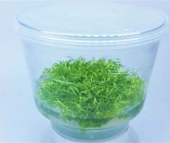 Riccia Fluitans Aquaplante - comprar online