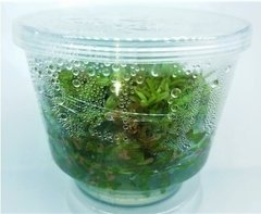 Rotala Sp H'ra Aquaplante - comprar online